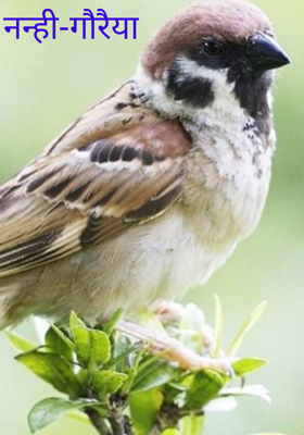नन्ही-गौरैया