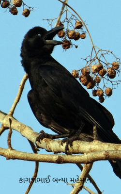કાગડાભાઈ બન્યા મહેમાન