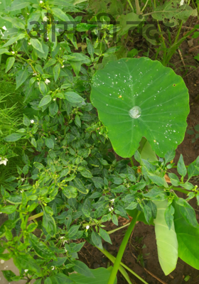 ओस की बूंदें*