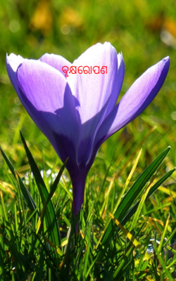 ବୃକ୍ଷରୋପଣ