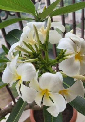 लंबे बालों का रहस्य