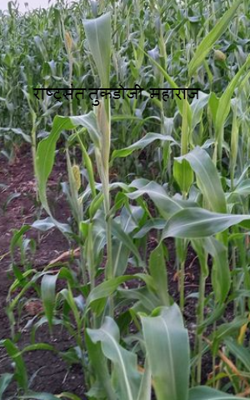 राष्ट्रसंत तुकडोजी  महाराज