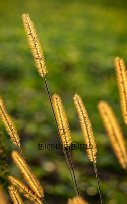 திருமந்திரம்