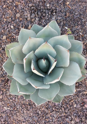 विश्वास