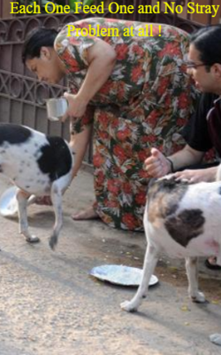 Each One Feed One And No Stray Problem At All !