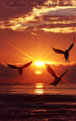 Sunflowers Being Friendship Flowers