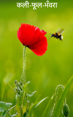 कली-फूल-भँवरा