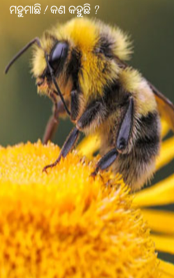 ମହୁମାଛି ! କଣ କହୁଛି ?