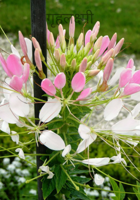 गृहलक्ष्मी