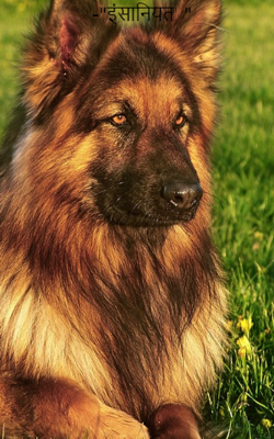 -"इंसानियत  "