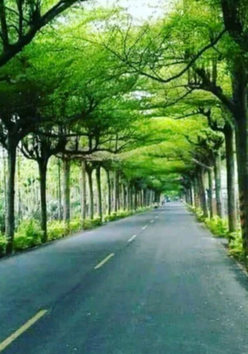 કોંક્રિટનાં જંગલો