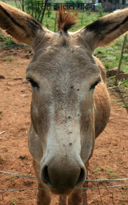 सिंह झालेले गाढव