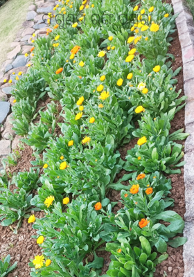 ଫଗୁଣର ରଙ୍ଗ ପସରା