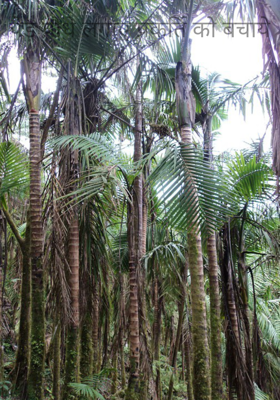 पेड़ पौधे लगाए प्रकर्ति को बचाये