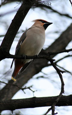 સંવેદનાનું સરાેવર