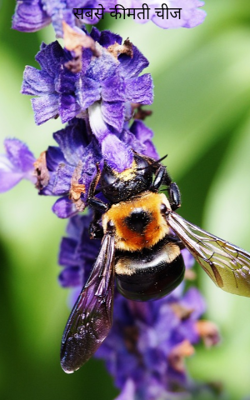 सबसे कीमती चीज