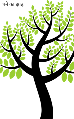 चने का झाड़