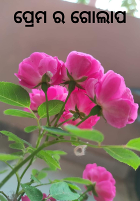 ପ୍ରେମ ର ଗୋଲାପ