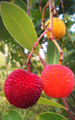 ସବୁଜିମା