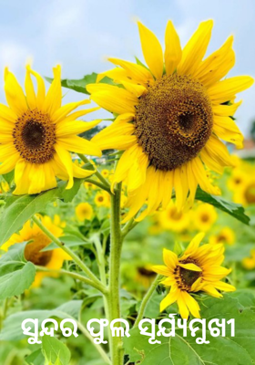 ସୁନ୍ଦର ଫୁଲ ସୂର୍ଯ୍ୟମୁଖୀ