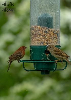 माँ और गौरेया