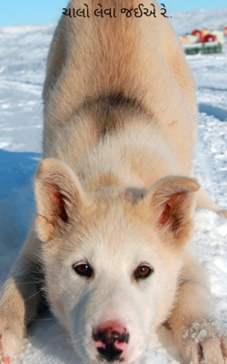 ચાલો લેવા જઈએ રે