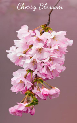 Cherry Blossom