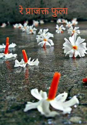 रे प्राजक्त फुला