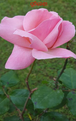 ପ୍ରତିବେଶୀ