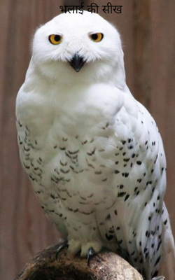 भलाई की सीख