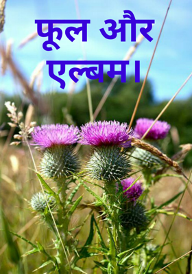 फूल और एल्बम