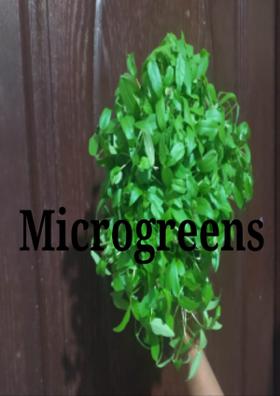 Microgreens
