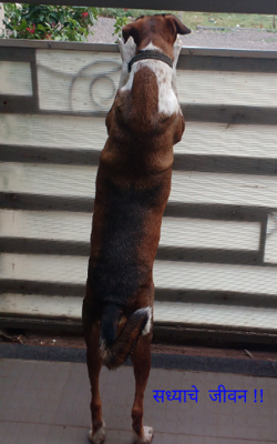 सध्याचे  जीवन !!