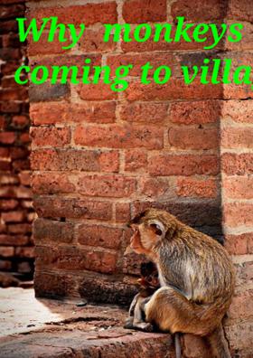Why  Monkeys coming to Village