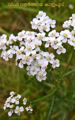 വിധി വളർത്തിയ കാട്ടുപൂവ് 