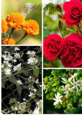 फुलांची दुनिया