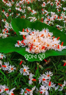 ମୁଠାଏ ସ୍ମୃତି