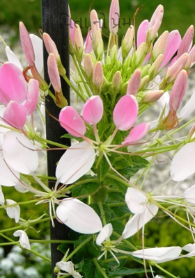 પિતાનો પ્રેમ