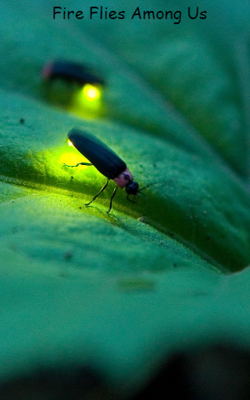Fire Flies Among Us