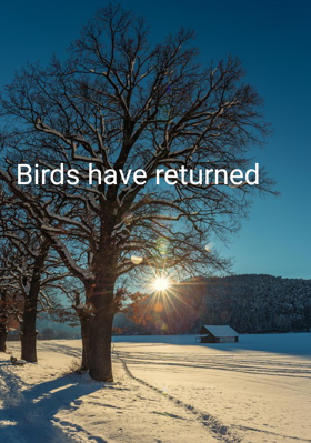 Birds have returned