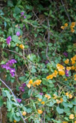 ମମତା ବନ୍ଧନ