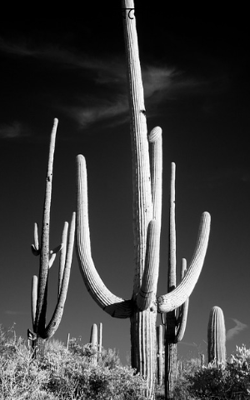 ঘর করলো পর 