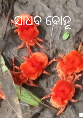 ସାଧବ ବୋହୂ