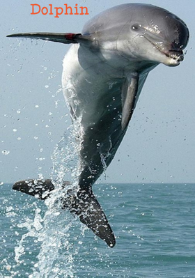 Dolphin
