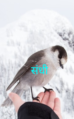 संधी