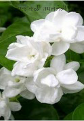 एक कळी उमललेली