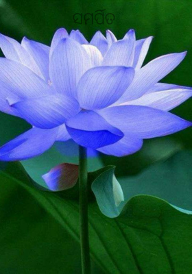 ସମର୍ପିତ