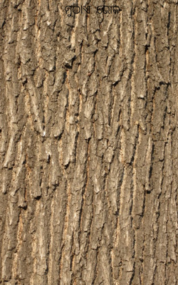 ମୁଠାଏ  ଭୋକ