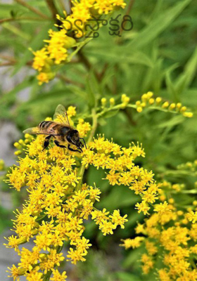 న్యస్తాక్షరి