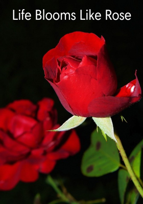 Life Blooms Like Rose